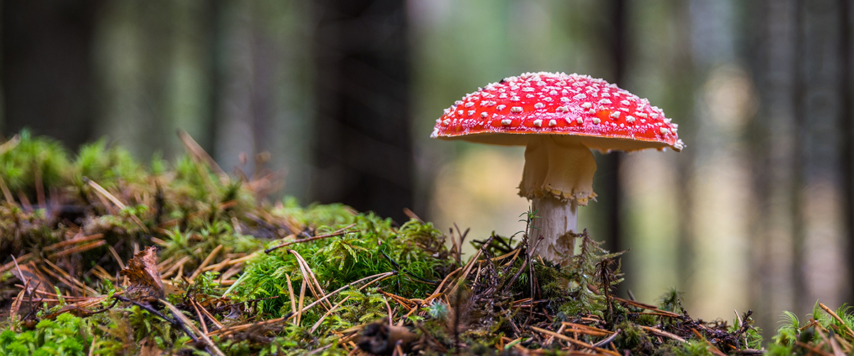 Innovación Fungi