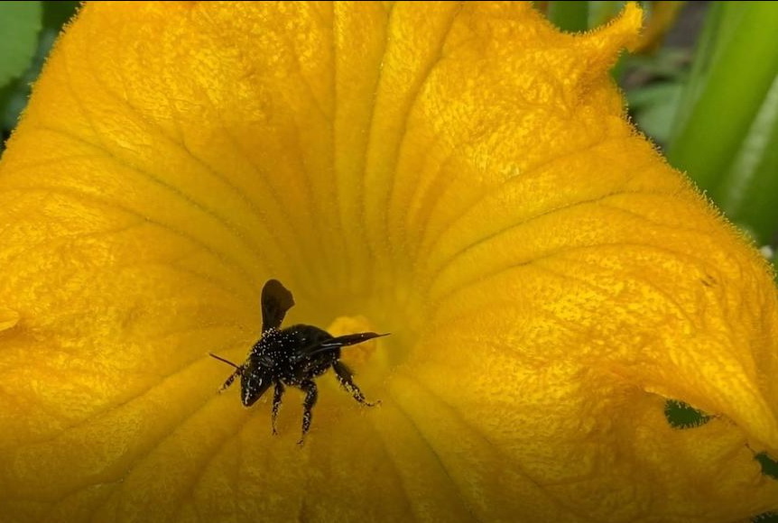 abejorro bombus sobre flor amarilla - foto gentileza SheeBee