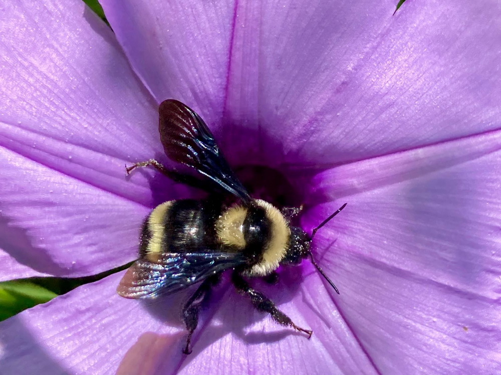 abejorro bombus sobre flor violeta - foto gentileza SheeBee