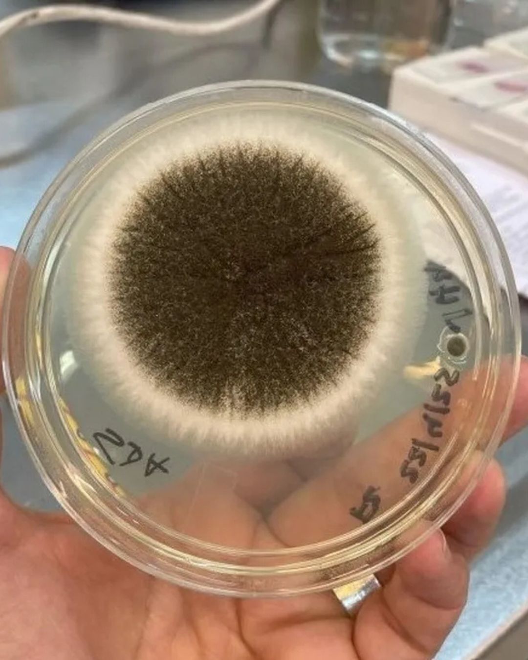 calidad aire escuelas ANEP