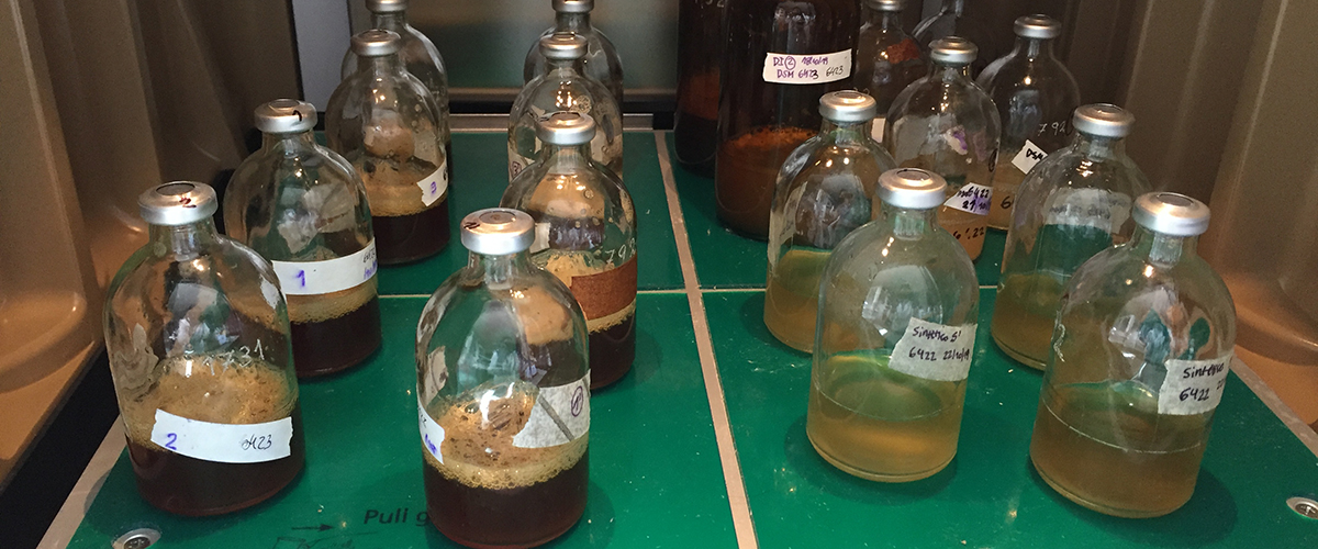 Aserrín para producir biocombustibles